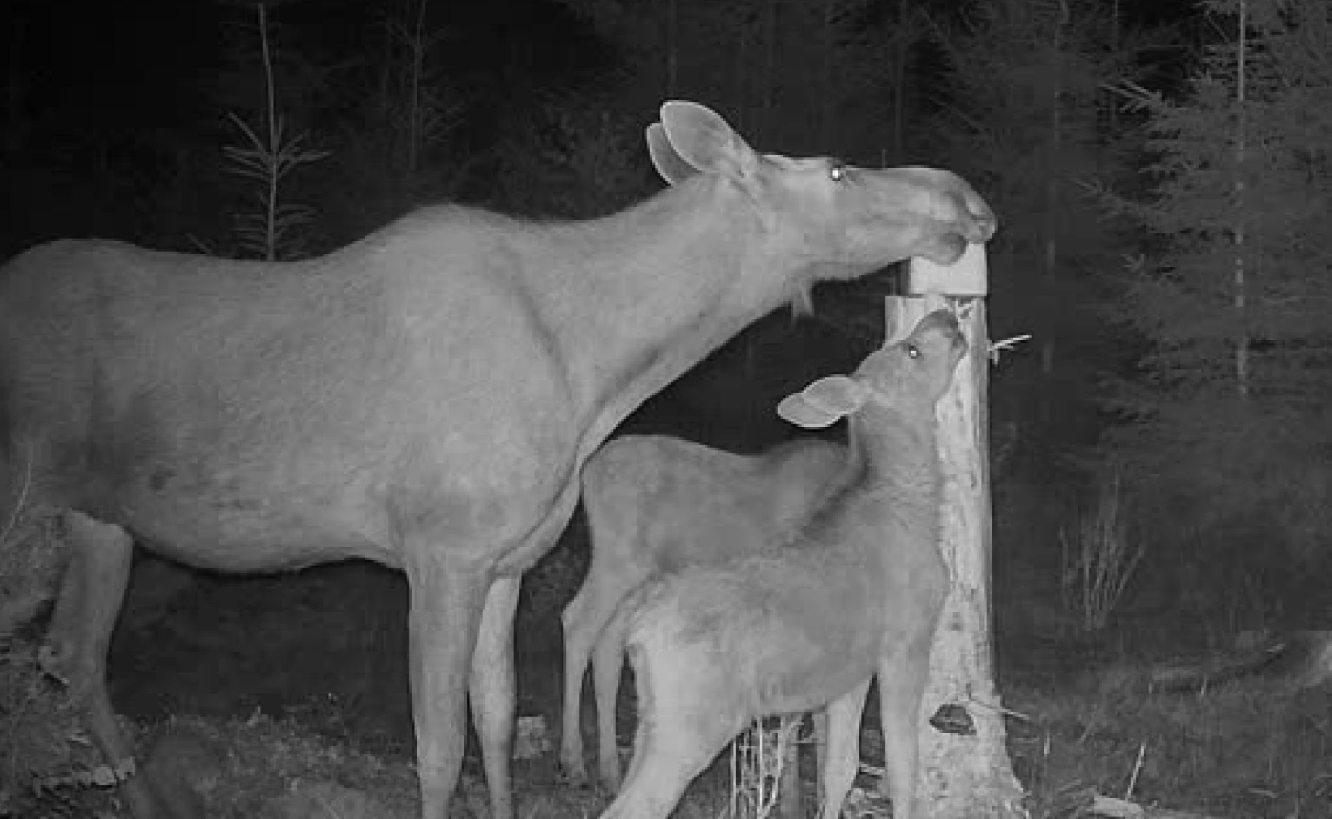 Älgko med två älgkalvar i skogen vid Möckelsnäs Herrgård