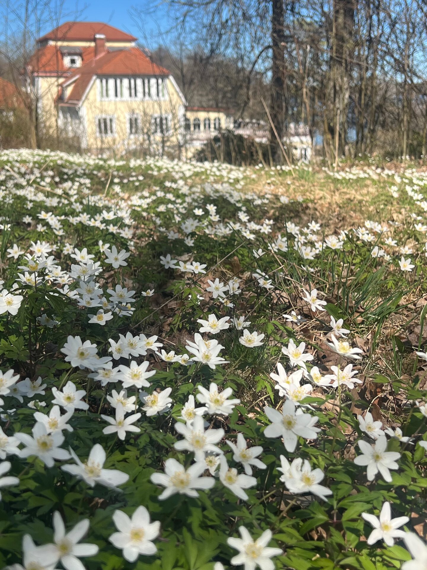 Vitsippor framför Möckelsnäs Herrgård på våren